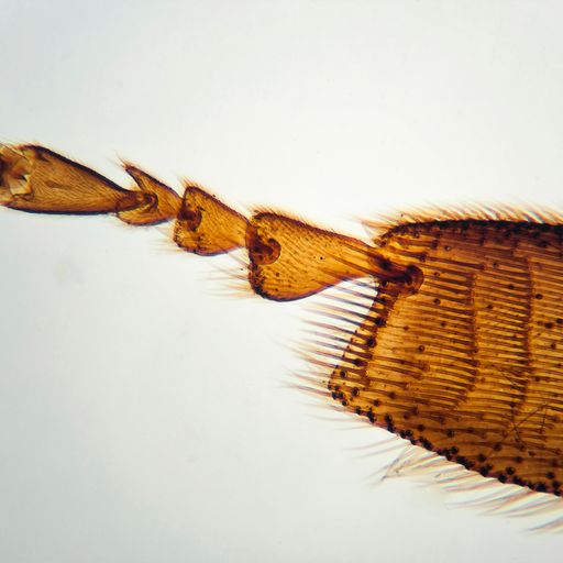 Outdoor Adventure Microscope – Birmingham Museums Trust